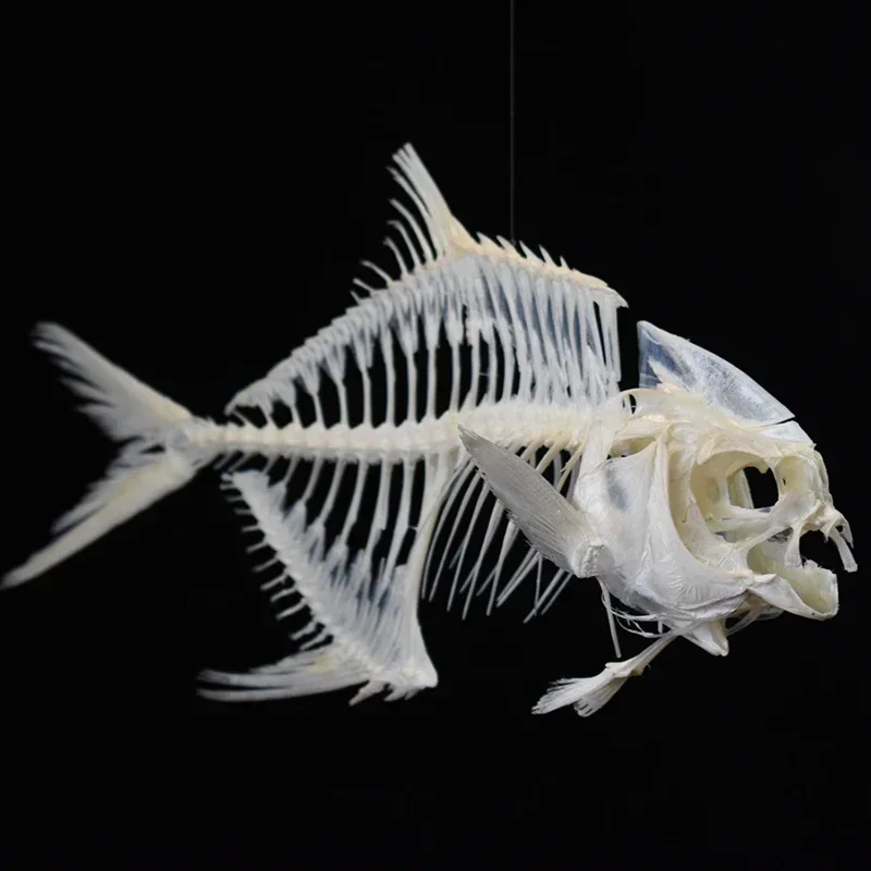 2021 Goldenes Pomfret-Fisch-Sk – Art And Craft Science Bewertung und Preis