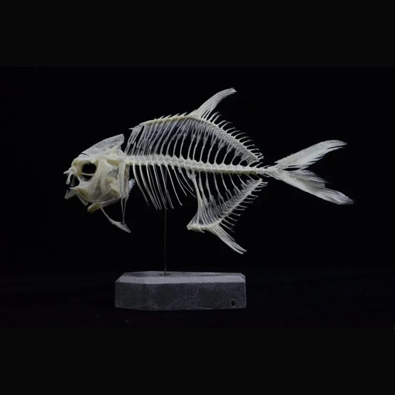 2021 Goldenes Pomfret-Fisch-Sk – Art And Craft Science Bewertung und Preis