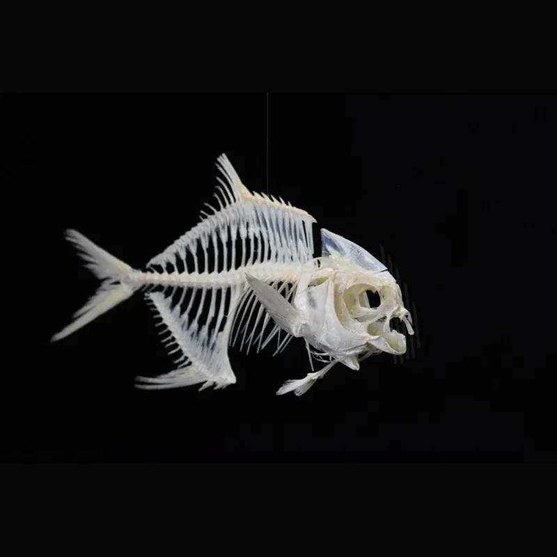 2021 Goldenes Pomfret-Fisch-Sk – Art And Craft Science Bewertung und Preis