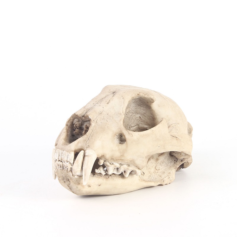 Leopard Schädel Modell Harz Ha – Art And Craft Science Bewertung und Preis